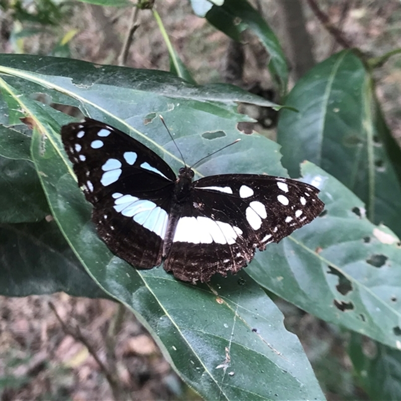 Phaedyma shepherdi