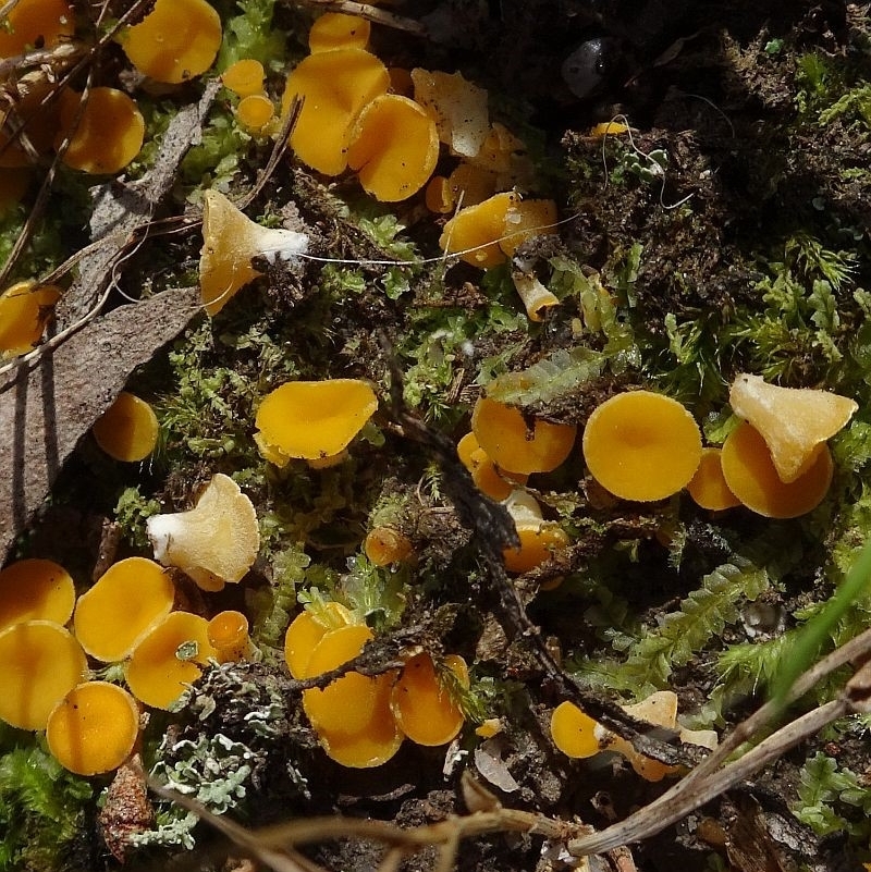 Phaeohelotium (Discinella terrestris aggregate)