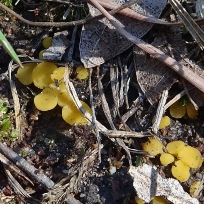 Phaeohelotium (Discinella terrestris aggregate)