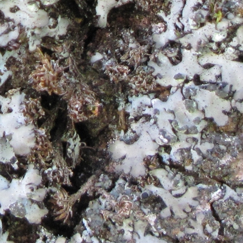 Phaeophyscia hispidula