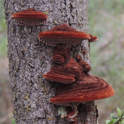 Phaeotrametes decipiens