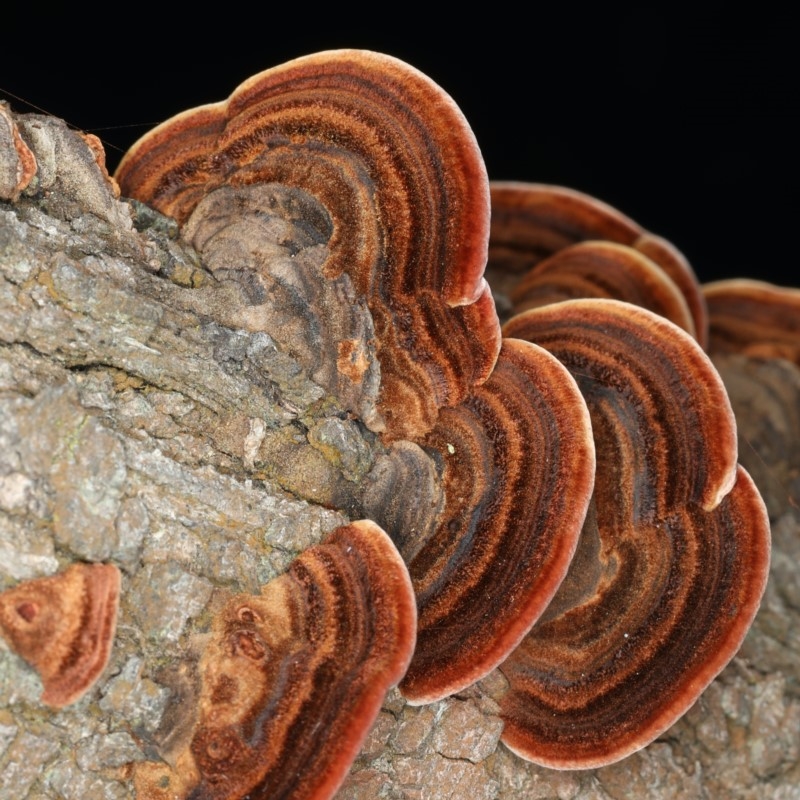 Phaeotrametes decipiens