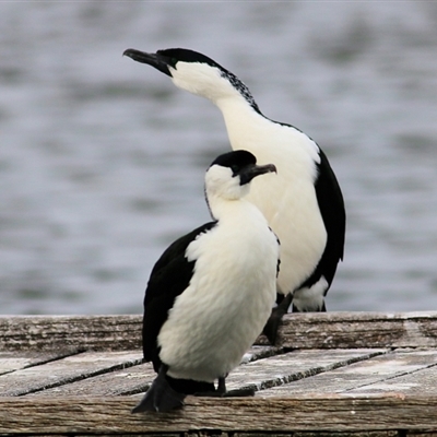 Phalacrocorax fuscescens