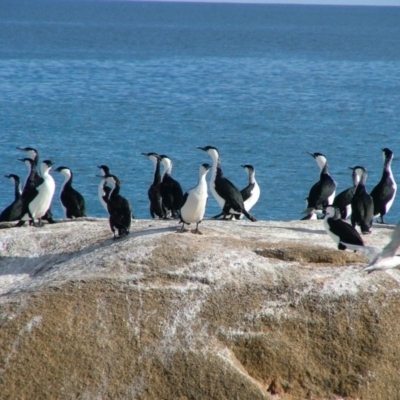 Phalacrocorax fuscescens