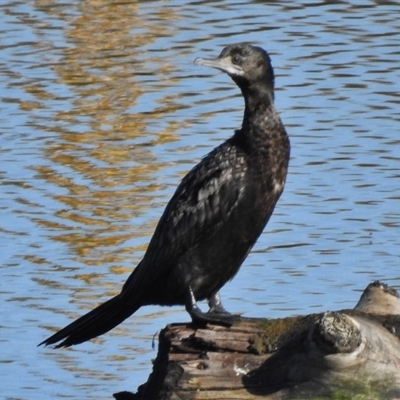 Phalacrocorax sulcirostris