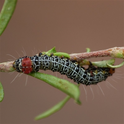 Larva