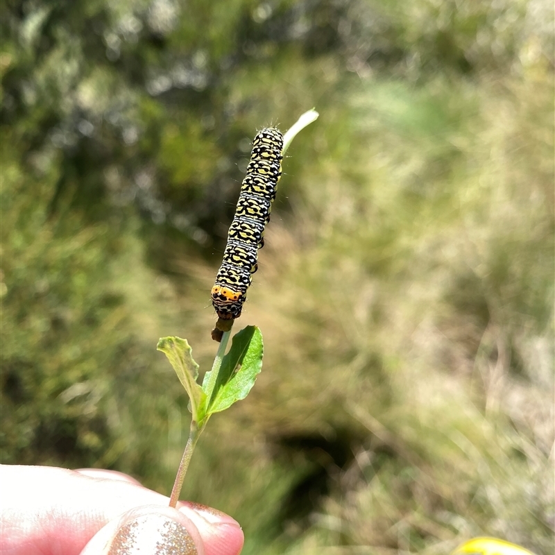 Phalaenoides tristifica