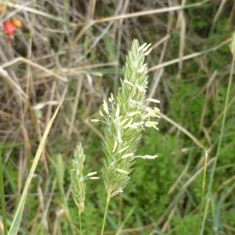 Phalaris aquatica