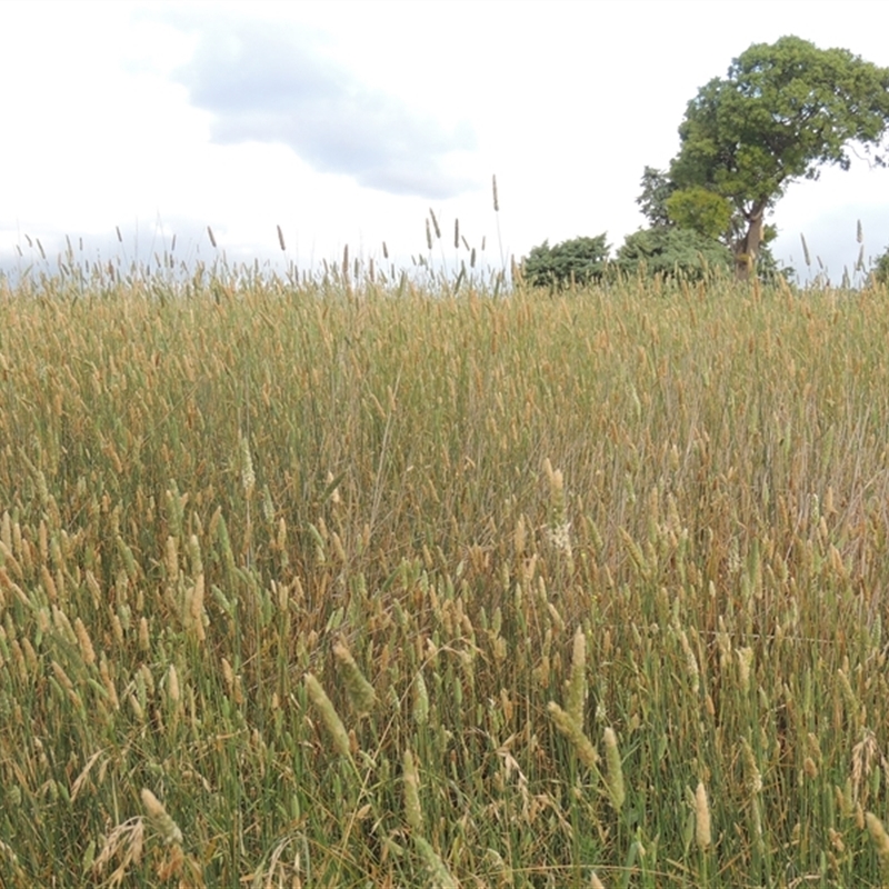 Phalaris aquatica