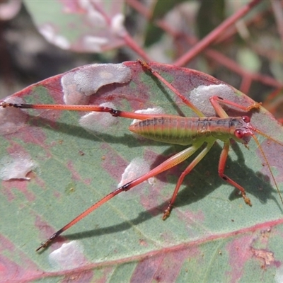 Phaneropterinae (subfamily)