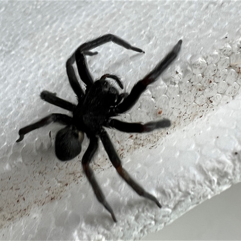 Araneae (order)