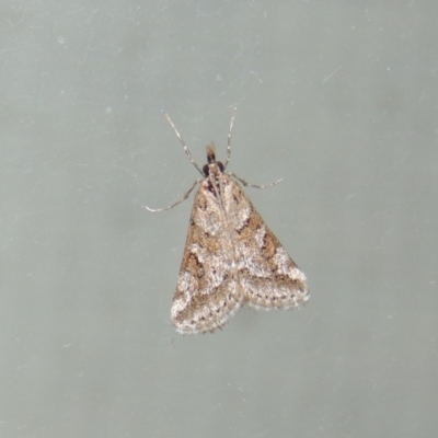 Phanomorpha dapsilis