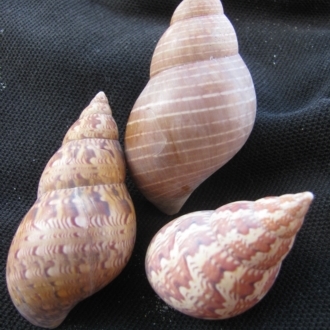 Black River Beach, Tasmania (D. Dedenczuk)