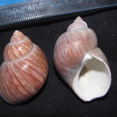Phasianella ventricosa