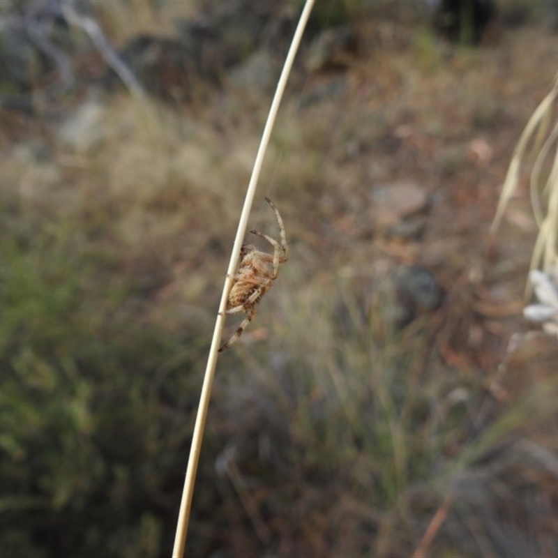 Araneidae (family)