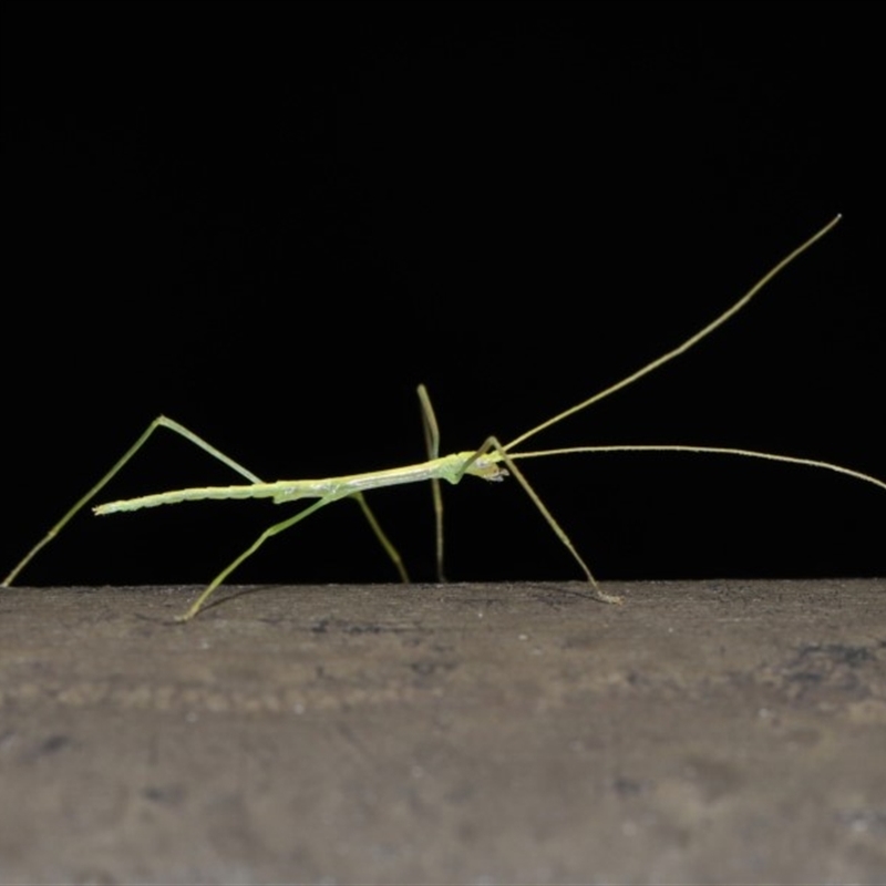 Phasmatodea (order)