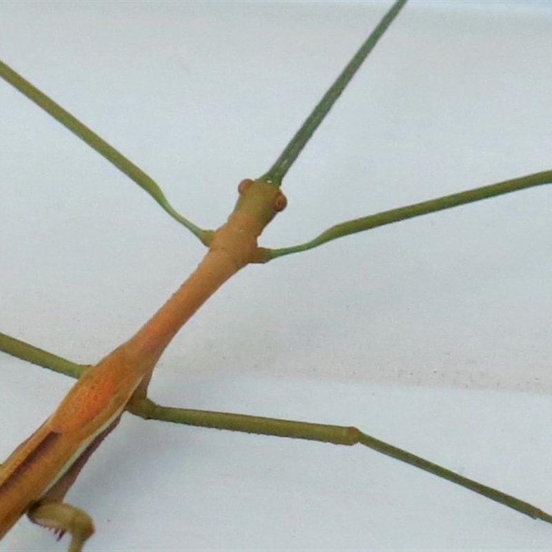 Phasmatodea (order)