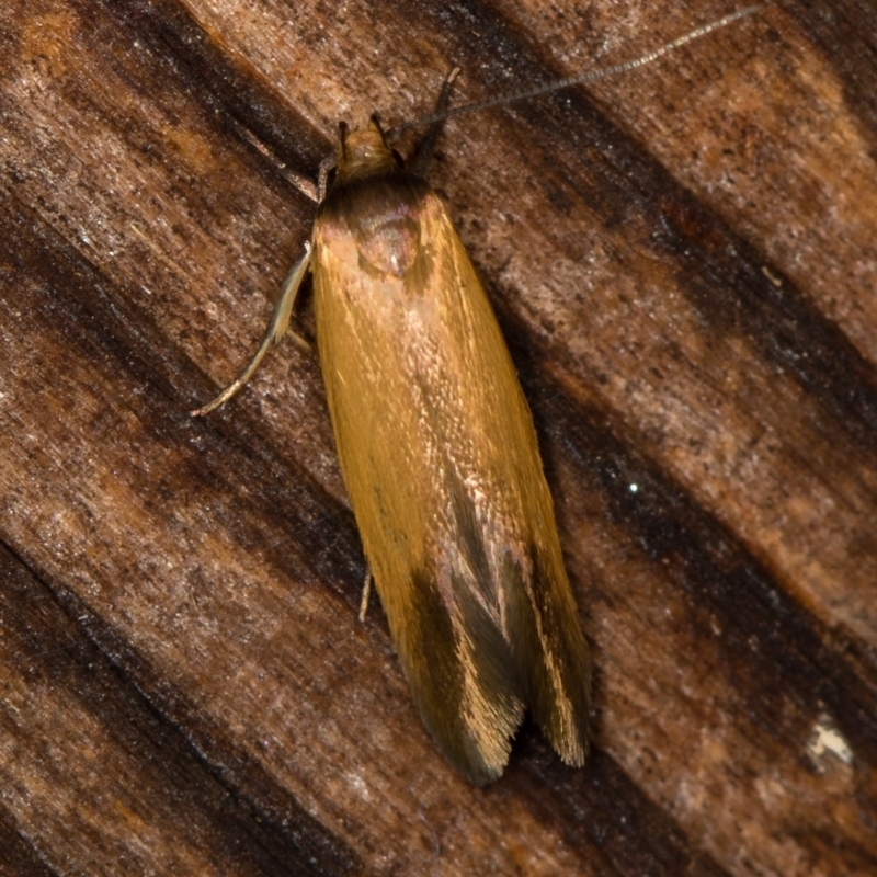 Phauloplana illuta