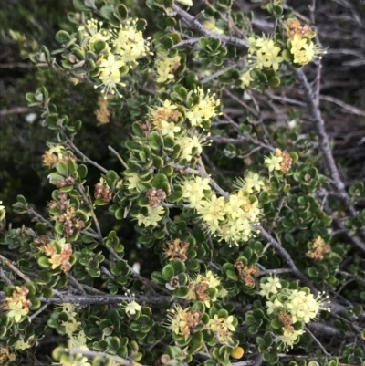 Phebalium squamulosum