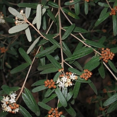 Phebalium squamulosum subsp. argenteum