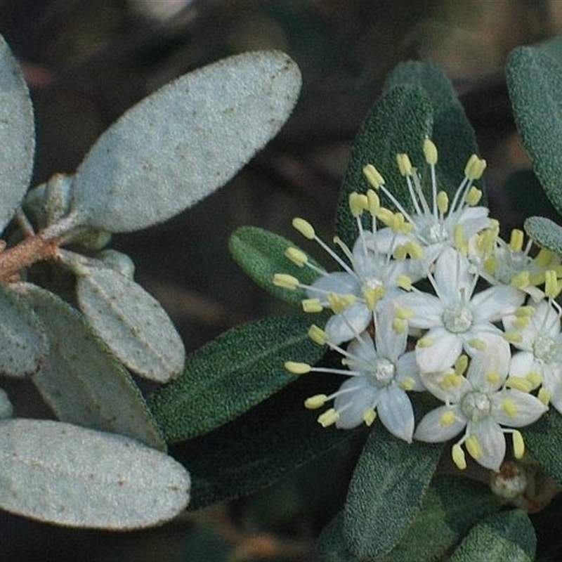 Phebalium squamulosum subsp. argenteum