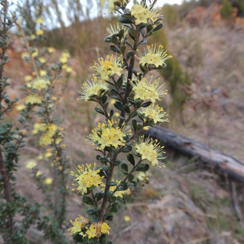 Phebalium squamulosum subsp. ozothamnoides