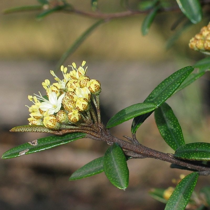 Phebalium squamulosum subsp. squamulosum