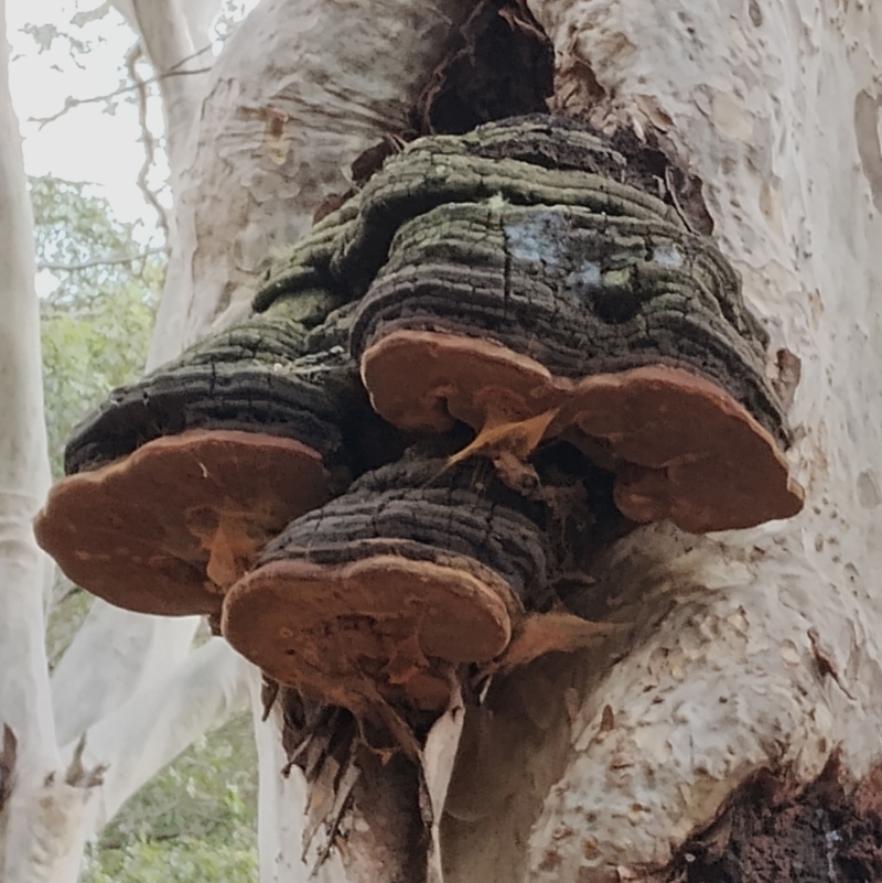 Phellinus robustus