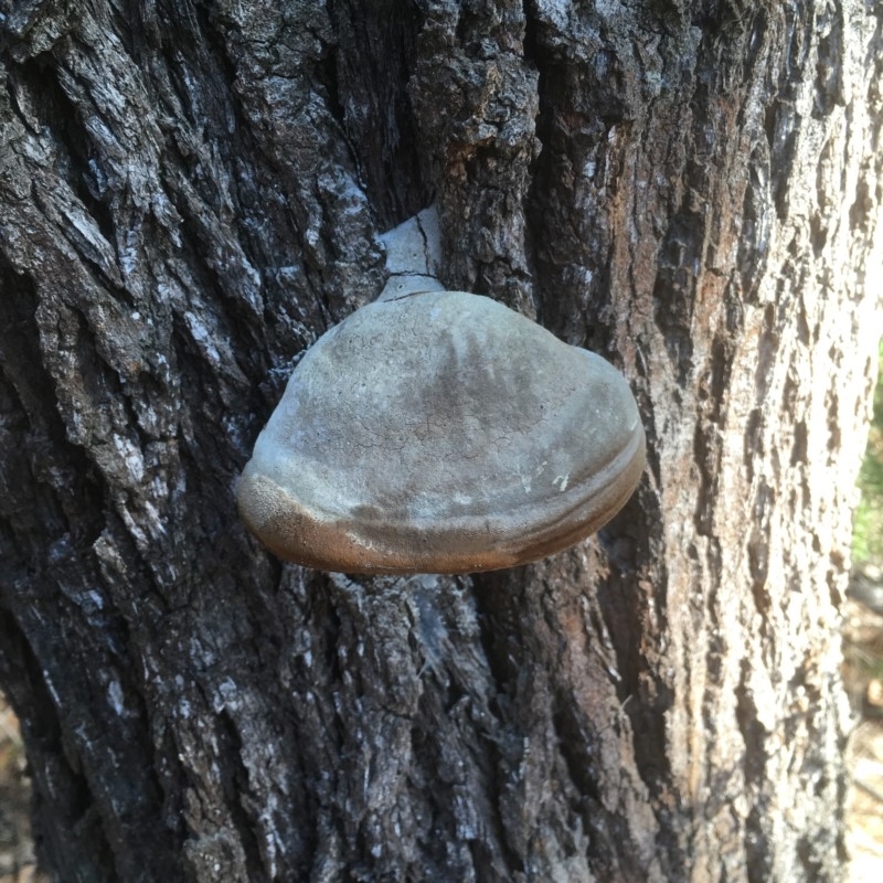 Phellinus sp.