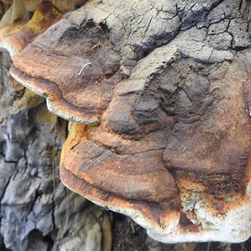 Phellinus sp. (non-resupinate)