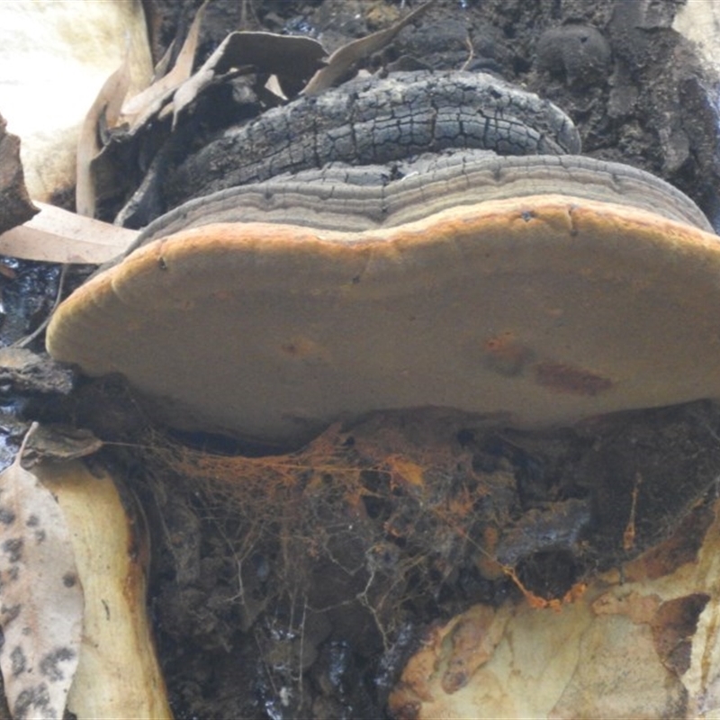 Phellinus sp. (non-resupinate)