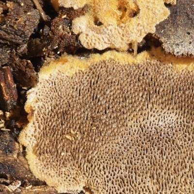 Phellinus sp. (resupinate)