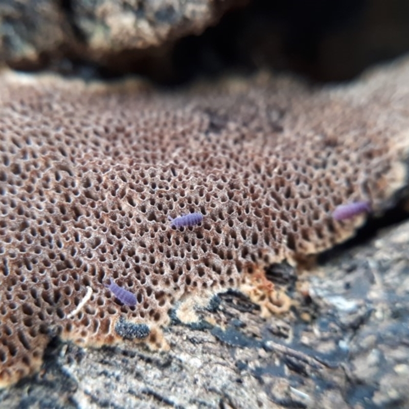 Phellinus sp. (resupinate)