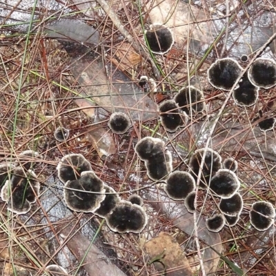 Phellodon niger