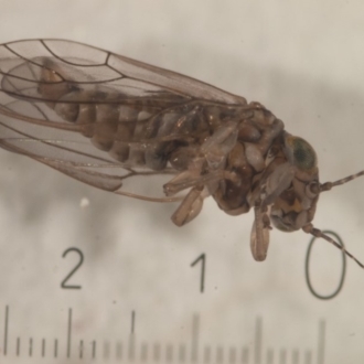 Adult male psyllid - wing venation is diagnostic of this genus