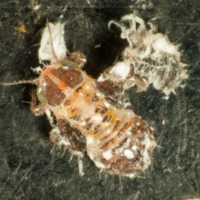 psyllid nymphs with the white flocculent honeydew they secrete