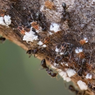 A group of nymphs feeding on a Eucalyptus globoidea stem, tended by ants