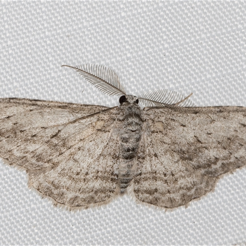Phelotis cognata
