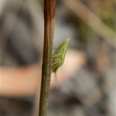 Philagra sp. (genus)