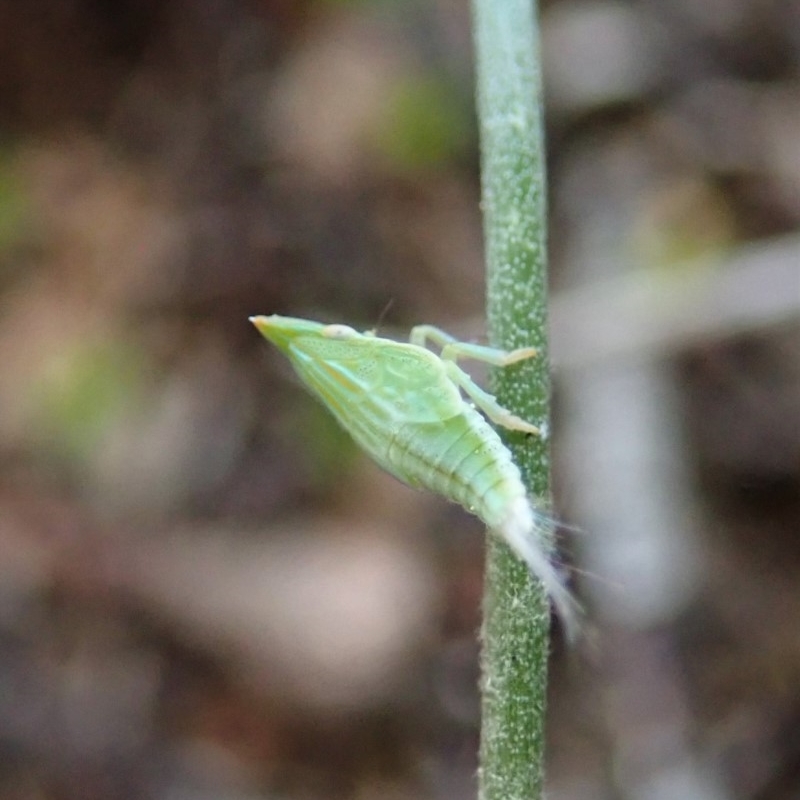 Philagra sp. (genus)