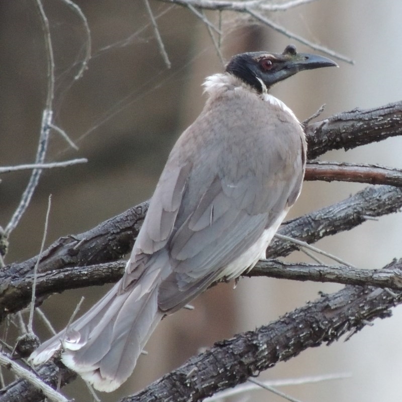 Philemon corniculatus