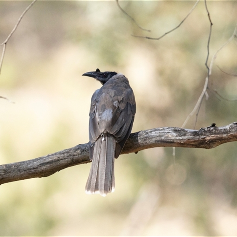 Philemon corniculatus