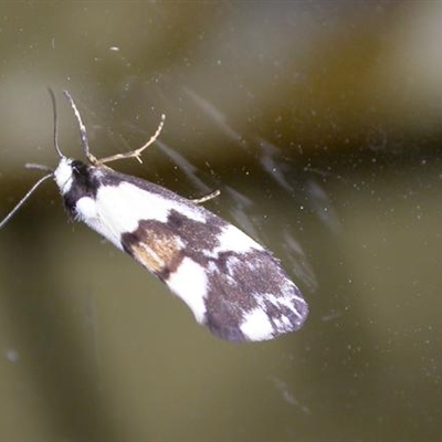 Philenora aspectalella