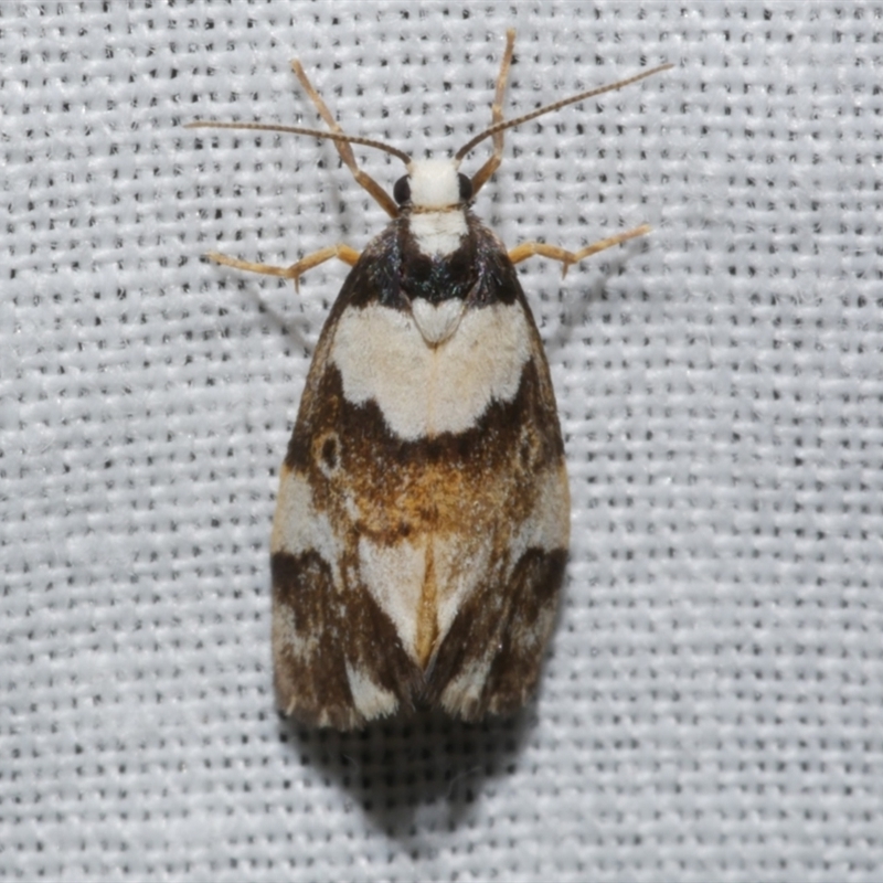 Philenora elegans