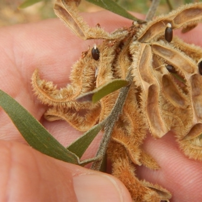 Acacia lanigera var. lanigera