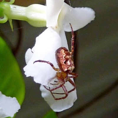 Araneus brisbanae