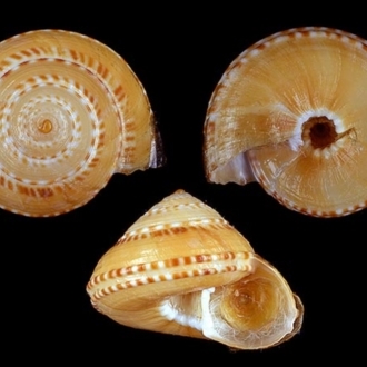 Seashells of NZ