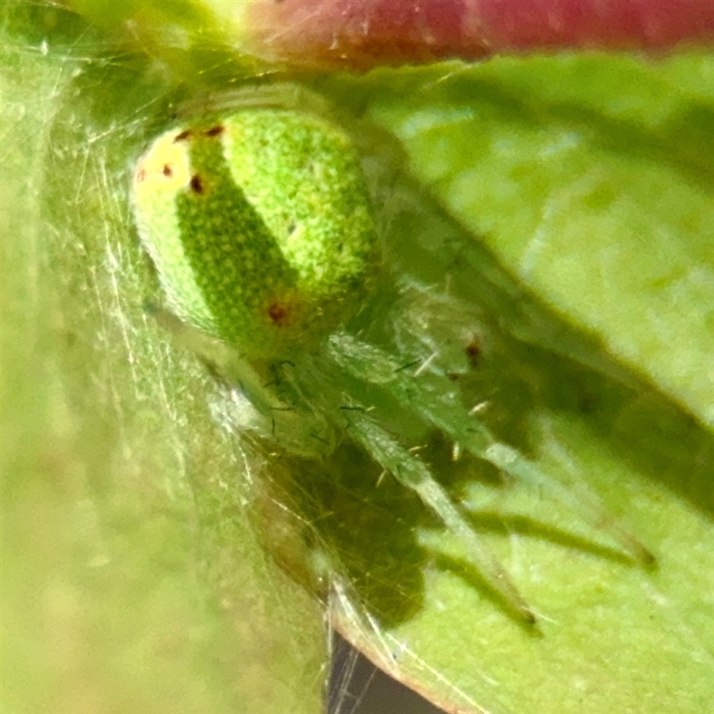 Araneus circulissparsus (species group)