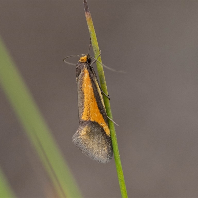 Philobota arabella