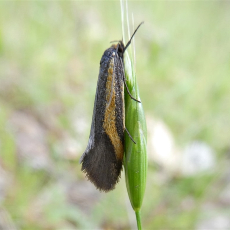 Philobota chrysopotama